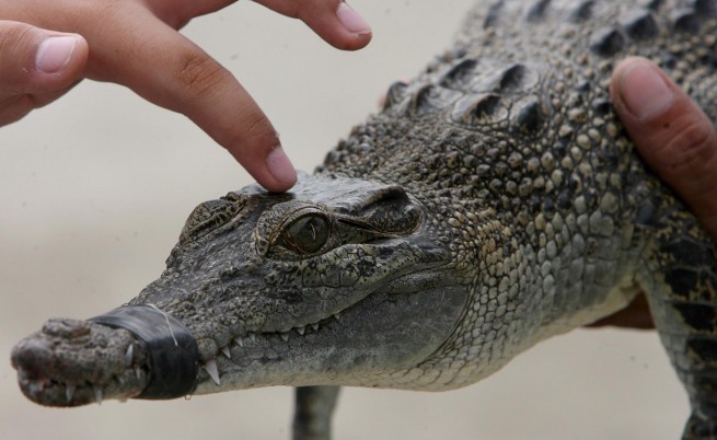 Разкрасиха крокодил с пластична операция 