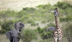 Показват аутопсия на животни по Channel 4