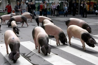 12 малки прасенца смайват тайванска провинция