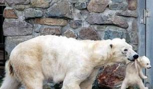 Сладката бяла мечка става опасен нападател, ако някои застраши малките й.