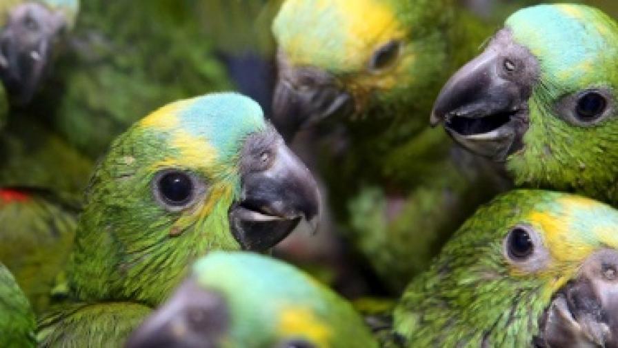 Влюбен папагал държа на нокти собствениците си 