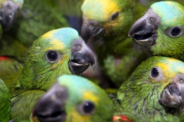 Влюбен папагал държа на нокти собствениците си