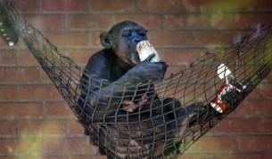 В зоопарковете дават на животните храната под формата на различни "изпитания", за да не се заличат напълно инстинктите им