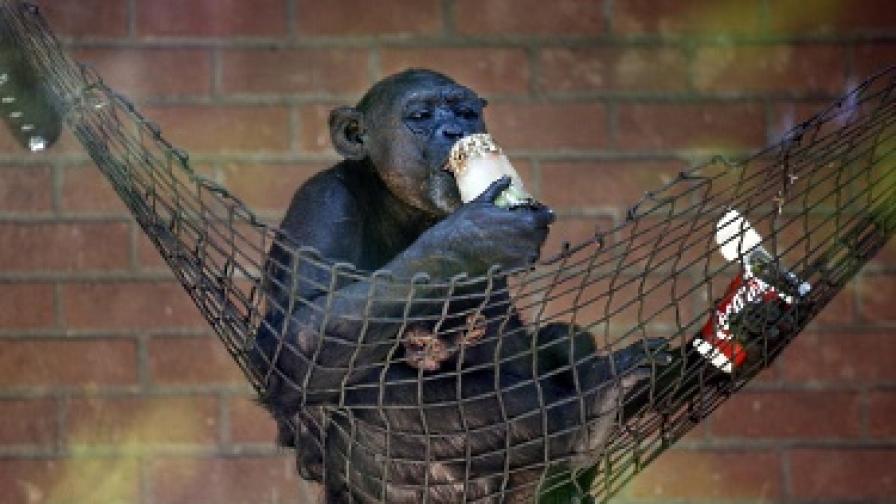 Шимпанзетата се учат от гледане