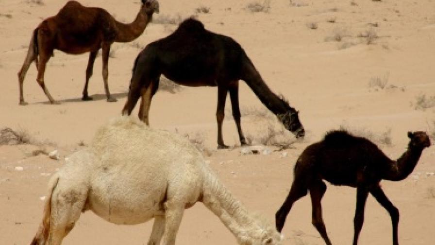 Алкохолът може и да е забранен, но надбягването с камили е любимо зрелище в Саудитска Арабия