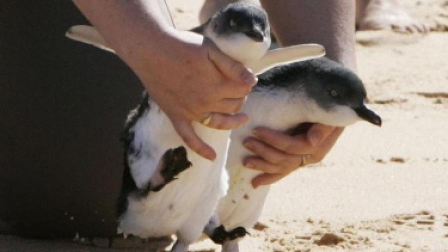 Снайперисти защитават австралийските пингвини