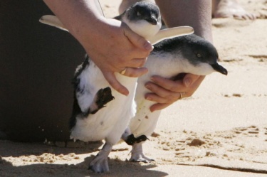 Снайперисти защитават австралийските пингвини