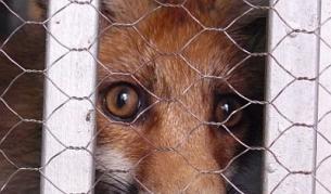 Фокси - от морето до Кнежа