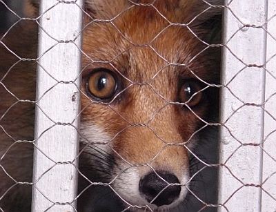 Фокси - от морето до Кнежа