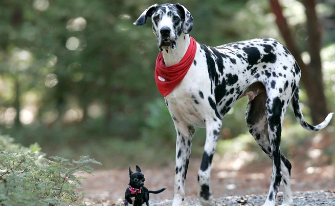 RIP: Гибсън, най-високото куче в света