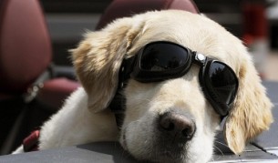 Учени твърдят, че животът с хората е допринесъл за развитието на интелекта при кучетата