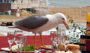 Дори гларусите по нашето Черноморие обичат шопската салата