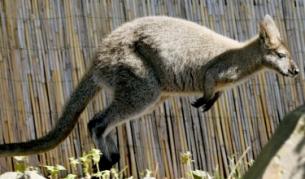 Кенгурата - смъртоносна опасност за шофьорите