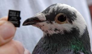 Уинстън - по-бърз от интернет