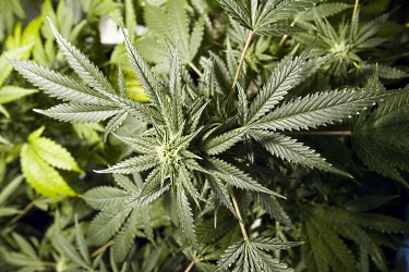 Канабис - само с членска карта