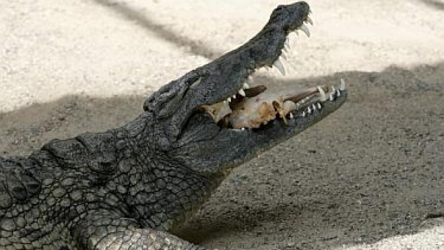 Конфискуваха крокодил на мафиотски бос