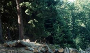 Такава гледка може да се види след сечта в царските гори в Боровец.