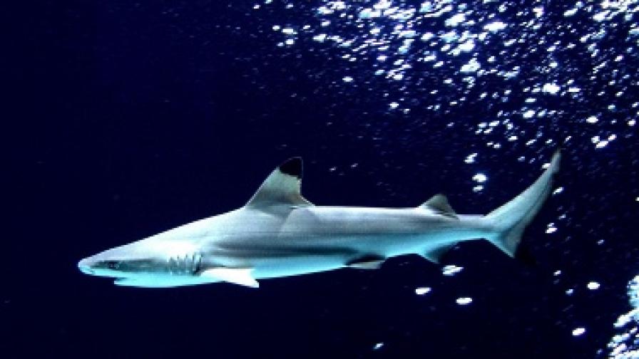 При акулите не е необичайно да се нападат едни други