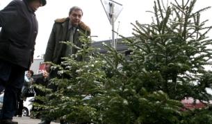Тази година търговията с празнични дръвчета се сви драстично