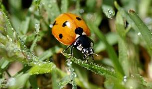 Още един виновник за горските пожари