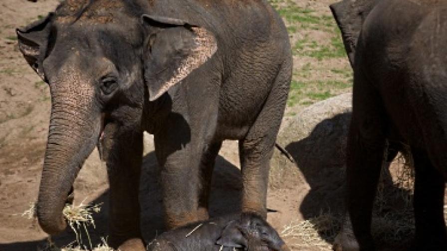 Новородено слонче в австралийски зоопарк