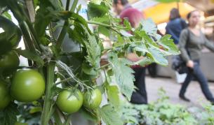 Домати като грозде и педикюр за животни на "Агра 2010"