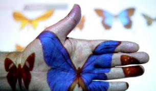 Ако не бъдат взети мерки за опазването им, скоро може да гледаме някои видове пеперуди само на картинка