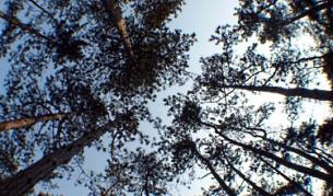 Позицията ни пред ЕК: Заменките са престъпление