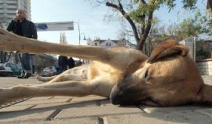 Министър: Затвор за насилие над животни