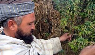 В Афганистан произвеждат 145 кг хашиш от хектар канабис