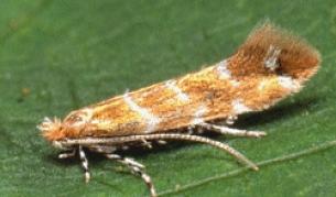 Молецът Cameraria Ohridella