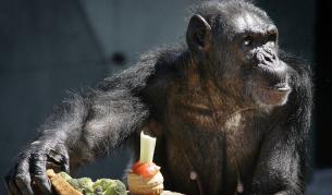 "Пенсионирано" шимпанзе, което е било използвано в експерименти, сега е в спонсориран от холандското правителство резерват