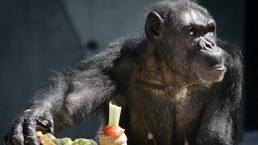 "Пенсионирано" шимпанзе, което е било използвано в експерименти, сега е в спонсориран от холандското правителство резерват