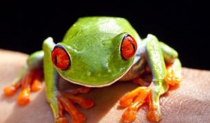Червеноока дървесна жаба от Коста Рика