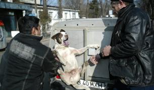 Хващане на бездомно куче по улиците на Букурещ