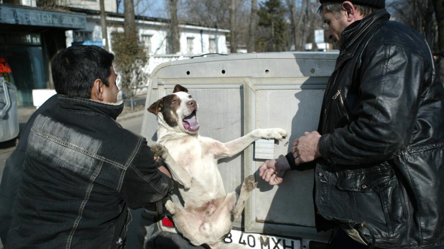 Хващане на бездомно куче по улиците на Букурещ