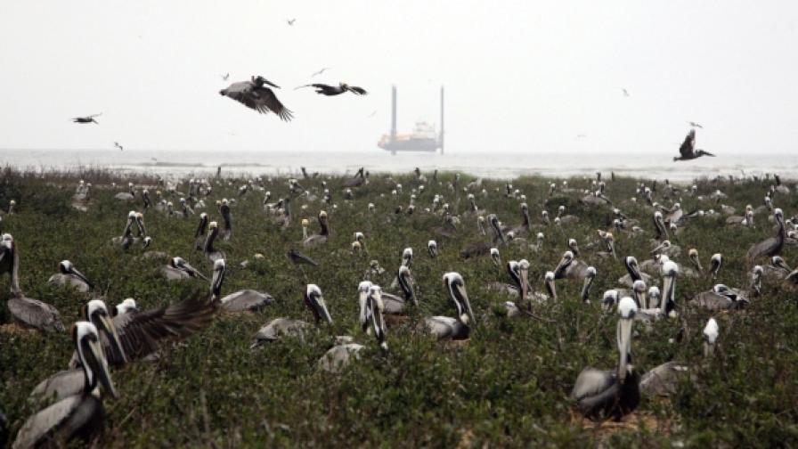 Пеликани и други водоплаващи птици, които гнездят по крайбрежието на Луизиана, са застрашени от екокатастрофата