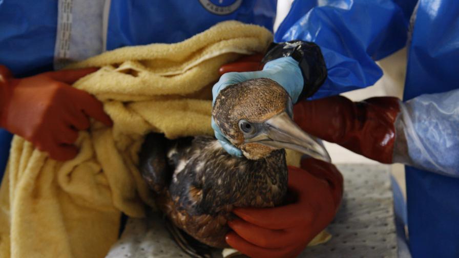 Еколози помагат на птица обитателка на залива