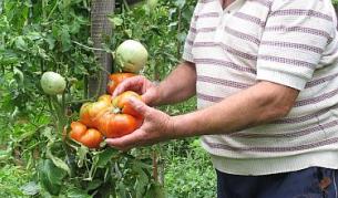 Заразените домати - опасни само за посевите
