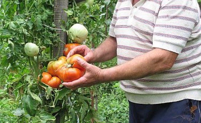 Заразените домати - опасни само за посевите