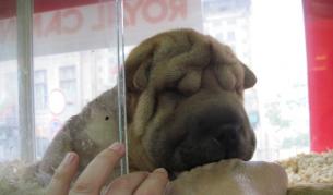 Шарпей - едно от кученцата за продан