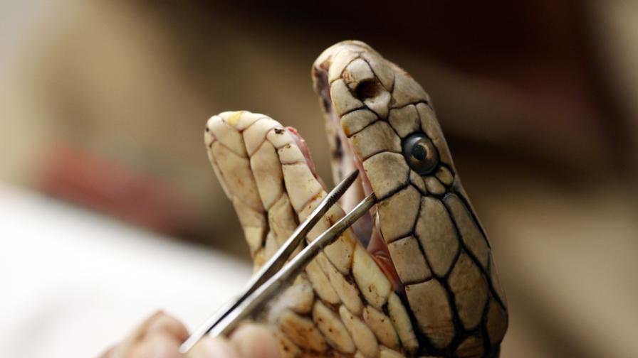 Пожар унищожи една от най-ценните колекции змии в света