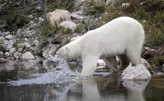 До 75 години може би няма да има бели мечки