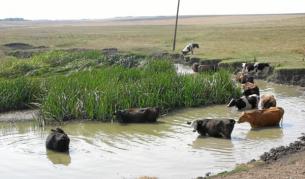 В бюджета са предвидени доплащания за животни в размер до 74 млн. лв., от които 67 млн. са за 2010 г., а 7 млн. - за 2011 г.