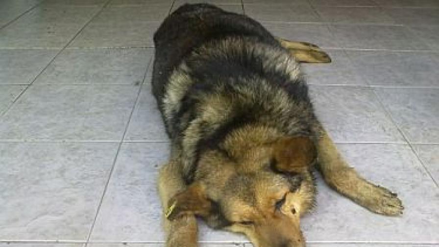 Дело в Шумен за убийството на бездомно куче