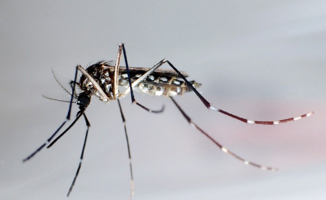 С какво да се пазим от комари