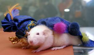 От всяка мишка става лесбийка