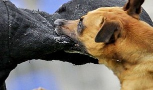 Кучета разкъсаха жена в Козловец