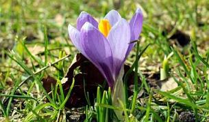 Растенията помнят и реагират