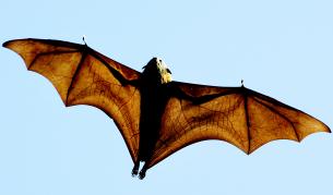 Прилепите се връщат от 25 км до леговището си